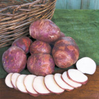 Potatoes, Purple Viking (Early Season), Certified
