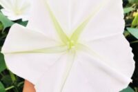 Moonflower