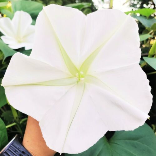 Moonflower