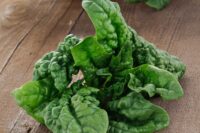 Spinach, Nobel Giant, (45 Day), Heirloom