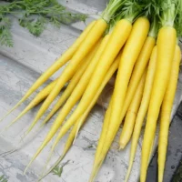 Carrot, Solar Yellow, 60 Days, Heirloom