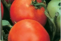 Tomato, Celebrity, Hybrid 70 Days