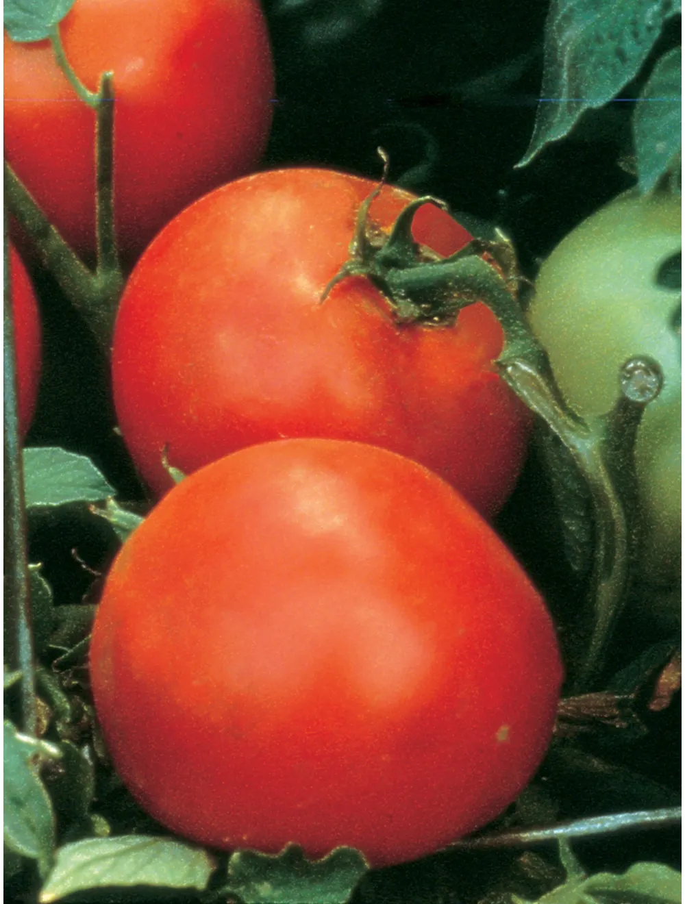Tomato, Celebrity, Hybrid 70 Days