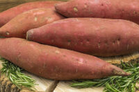 Sweet Potato Slips, (20),  Covington, 110-120 day SHIPPING MAY
