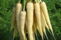 Carrot, Lunar White, 75 Day, Heirloom