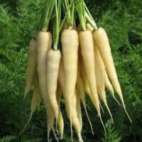 Carrot, Lunar White, 75 Day, Heirloom