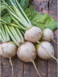 Beet, Lutz White Stem, 55 Day, Heirloom
