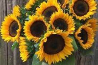 Sunflower, Procut Horizon Pollenless