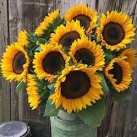 Sunflower, Procut Horizon Pollenless