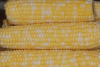 Sweet Corn, Butter and Sugar SU, (73 Days)