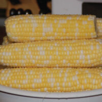 Sweet Corn, Butter and Sugar SU, (73 Days)