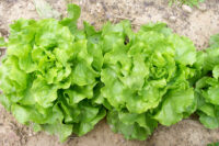 Lettuce, Bibb (60 Day) Heirloom
