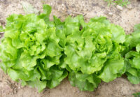 Lettuce, Bibb (60 Day) Heirloom