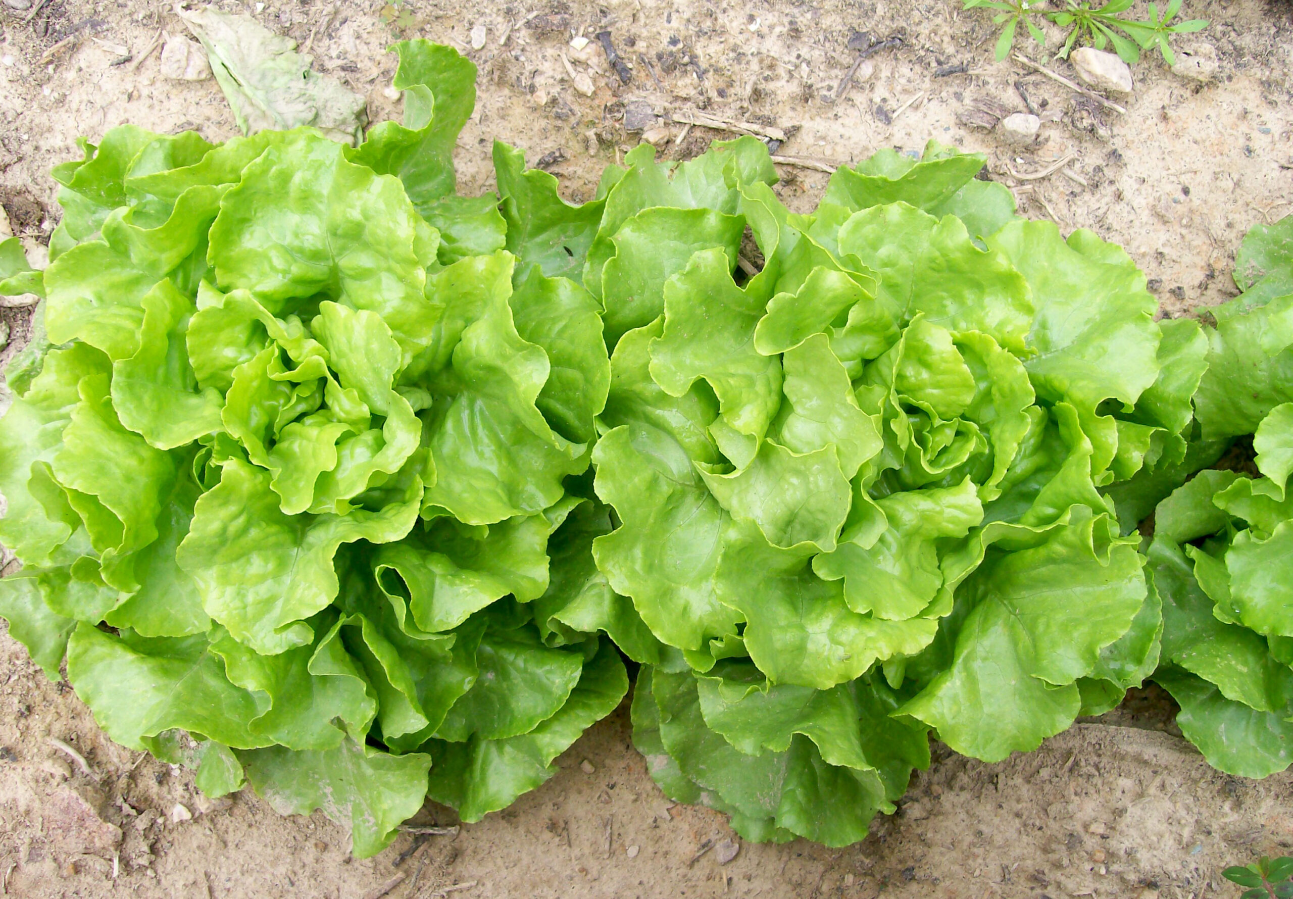 Lettuce, Bibb (60 Day) Heirloom