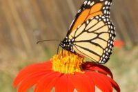 Sunflower, Mexican Sunflower (Tithonia rotundifolia)