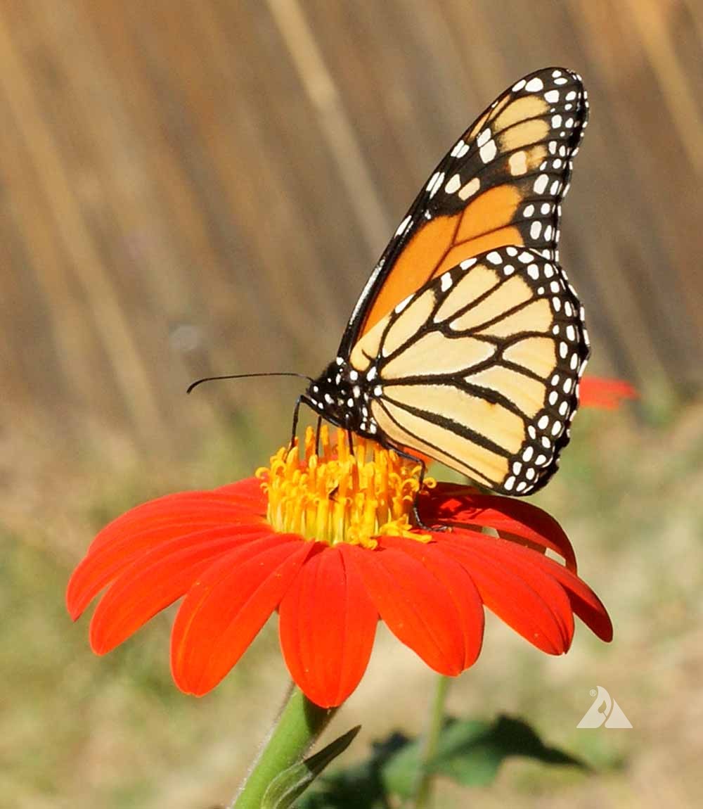 Sunflower, Mexican Sunflower (Tithonia rotundifolia)