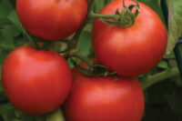 Tomato, Early Girl (57 Days) Hybrid
