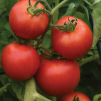 Tomato, Early Girl (57 Days) Hybrid