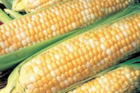 Sweet Corn, Silver & Gold SE, (65 Days) Hybrid