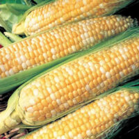 Sweet Corn, Silver & Gold SE, (65 Days) Hybrid