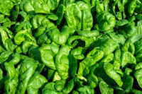 Spinach, America (45 Days) Heirloom