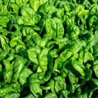 Spinach, America (45 Days) Heirloom