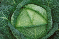 Cabbage, Savoy (90) Days, Heirloom