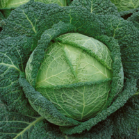 Cabbage, Savoy (90) Days, Heirloom