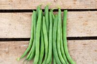 Bean, Blue Lake Superior (54 Days) Heirloom