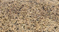 Barley Untreated