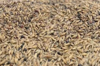 Barley