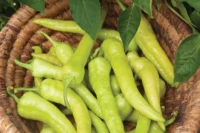 Pepper, Pepperoncini Italian (60-90 Days) Heirloom