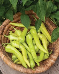 Pepper, Pepperoncini Italian (60-90 Days) Heirloom