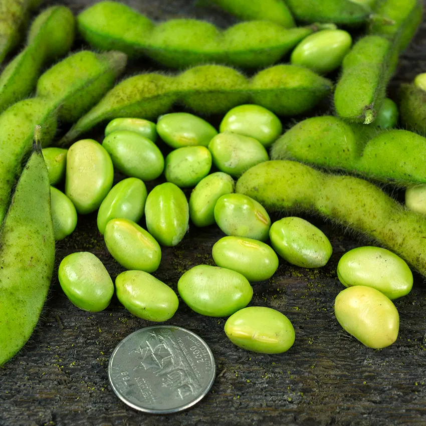 Soybean, Edamame, (85 Day) Heirloom