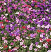 Verbena, Mixed Florist Mix