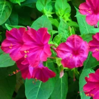 Four O'clock Rose