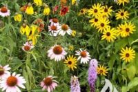 Native Perennial Seed Mix