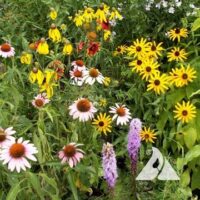 Native Perennial Seed Mix