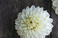 Dahlia Tuber, Blizzard