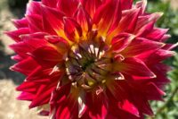 Dahlia Tubers