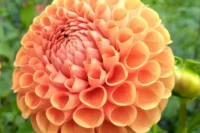 Dahlia Tuber, Cornel Bronze
