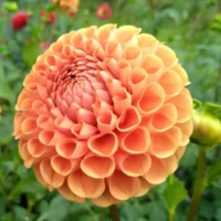 Dahlia Tuber, Cornel Bronze