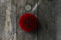 Dahlia Tuber, Cornel