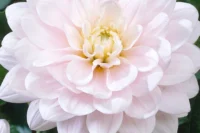 Dahlia Tuber, Silver Years