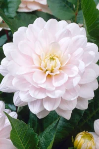 Dahlia Tuber, Silver Years