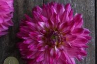 Dahlia, Tuber, Enchantress