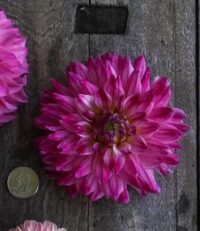 Dahlia, Tuber, Enchantress