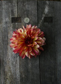 Dahlia Tuber, Gitts Crazy