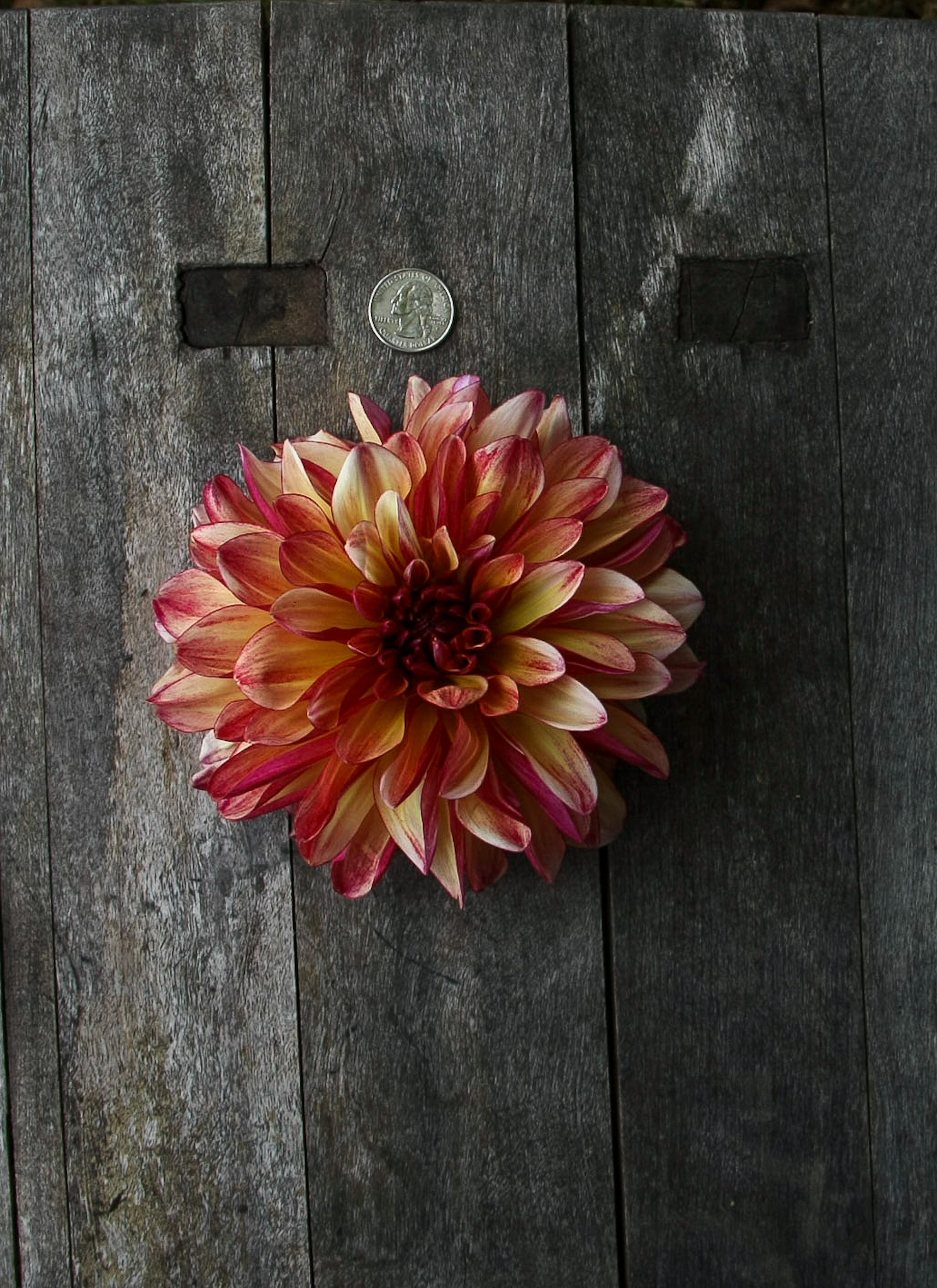 Dahlia Tuber, Gitts Crazy