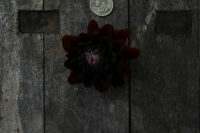 Dahlia Tuber, Karma Chocolate